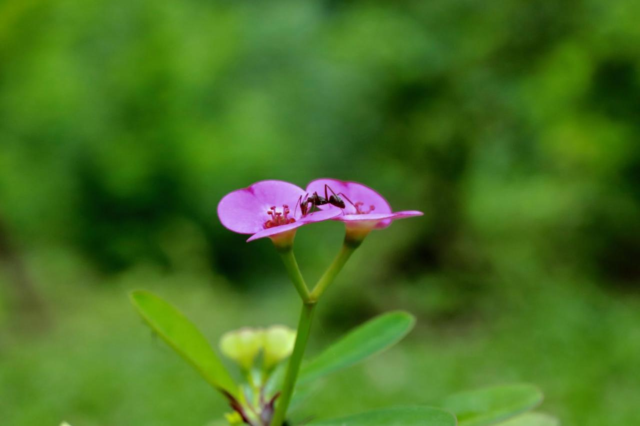 Paradise Eco Garden Kitulgala Exterior foto